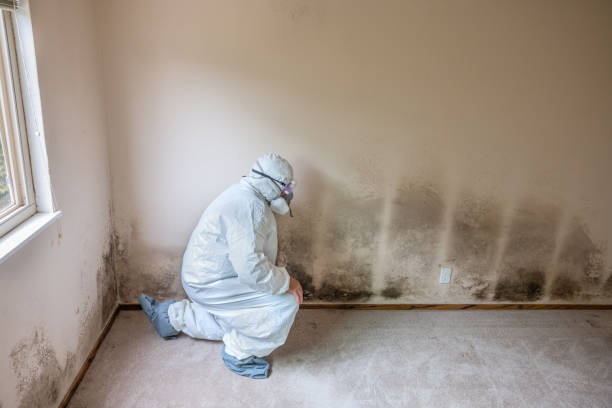 Best Commercial Mold Remediation in Middletown, MD