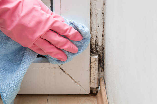 Best White Mold Remediation in Middletown, MD
